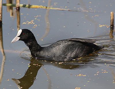 На Херсонщині фіксують масовий мор диких птахів Чорного моря