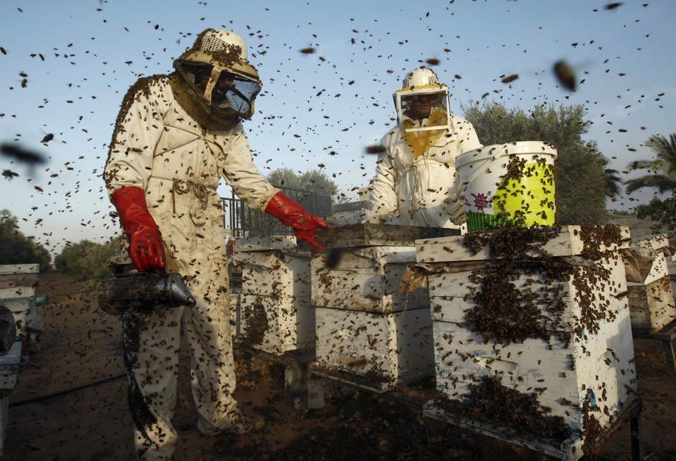 В Каліфорнії зловмисники вбили понад 200 тисяч бджіл із Росії та Італії