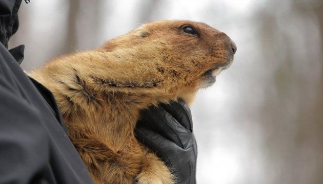 Бабак Тимко з Харківщини передбачив весну за 6 тижнів