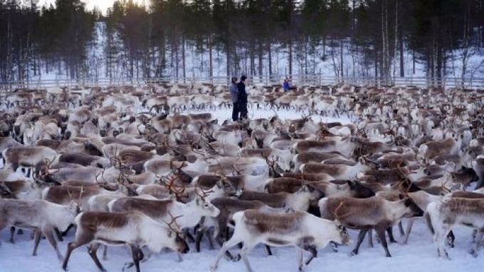 У Фінляндії  розгорівся «оленячий заколот»