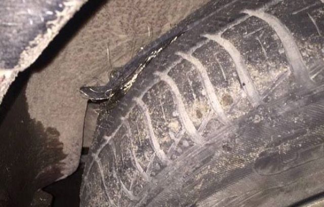 Василь Танчинець із Закарпаття домігся відшкодування від автодору за погані дороги