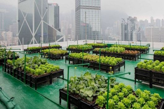 Помідорчик з пентхауса: людство може вирощувати на дахах 180 млн тонн продуктів