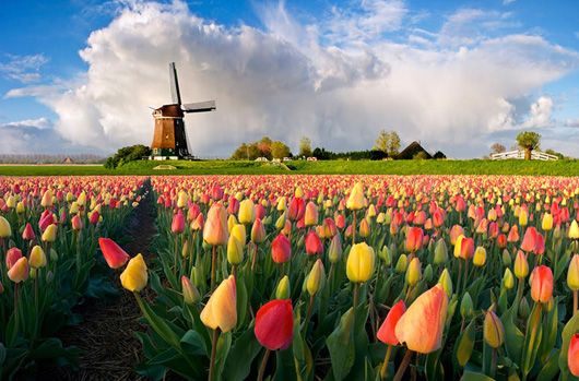 Велика помилка: чому Нідерланди не можна називати Голландією