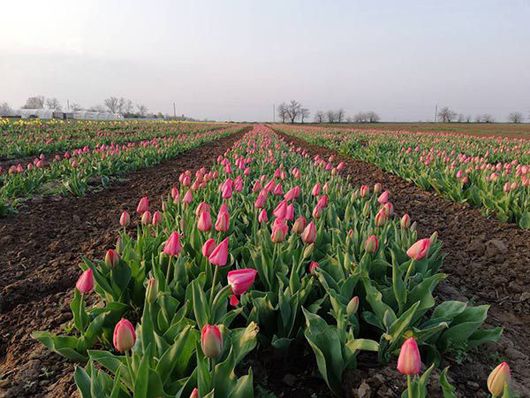 Маленька Голландія: на Херсонщині розквітло більше десяти тисяч тюльпанів