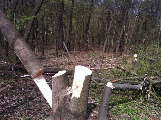 Паралельні ліси: в Україні дерева висаджують під телекамери, а вирубують тихцем