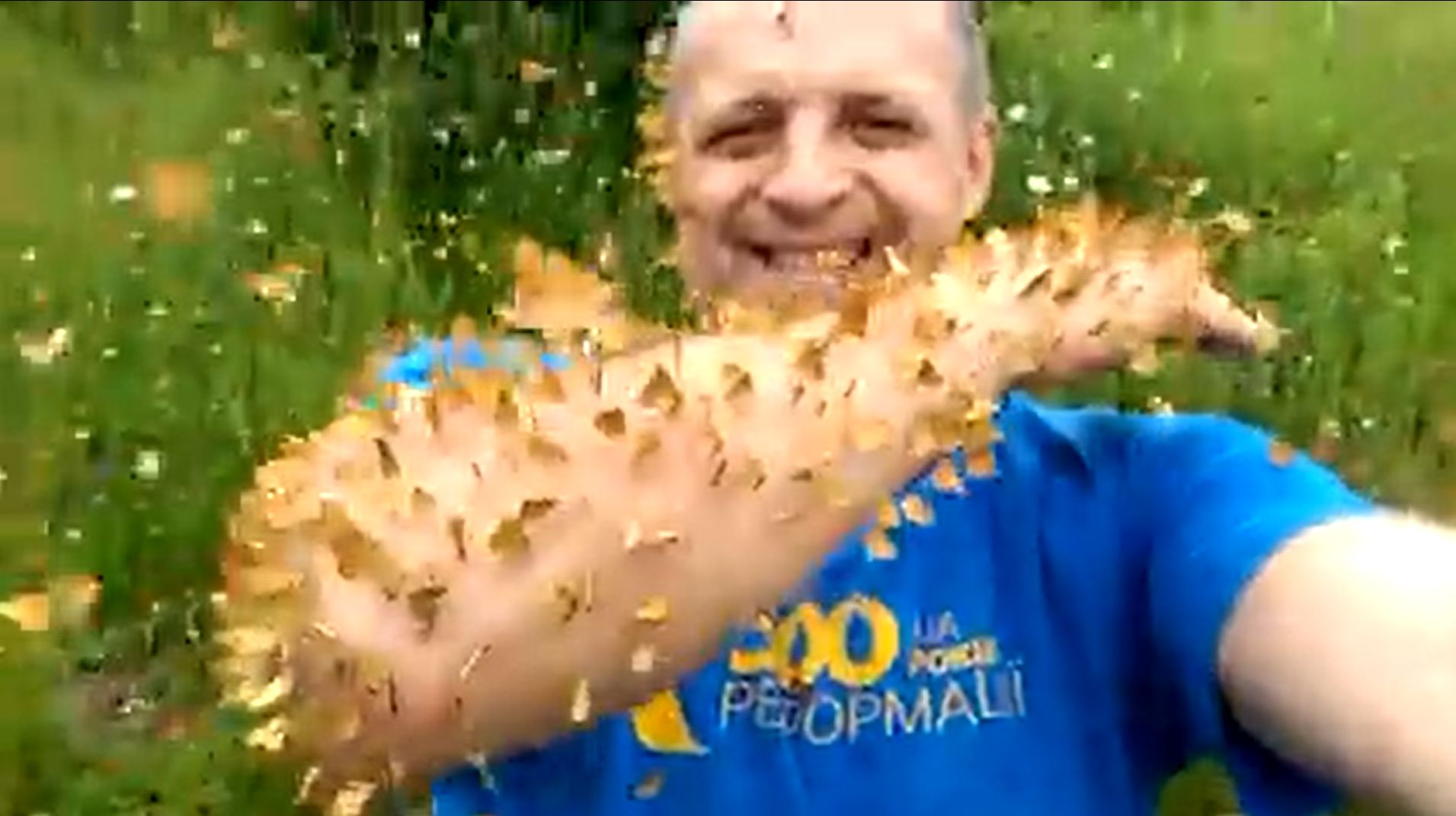 Туристів у Карпатах атакували сотні метеликів (відео)