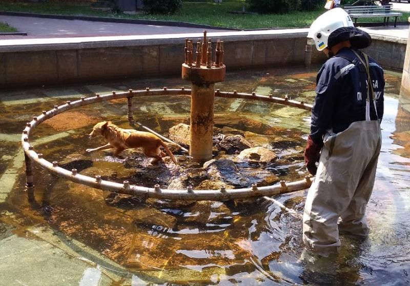 У Полтаві 5 рятувальників відправили ловити собаку в фонтані