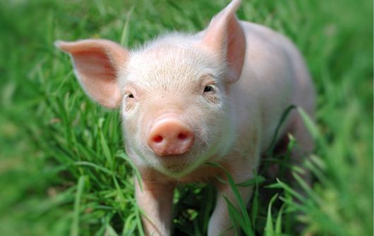Епідемія африканської чуми свиней провокується порушенням правил зберігання м’яса