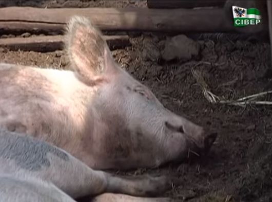 На Чернігівщині люди 22 роки боролися зі схибленим на свинях чоловіком (відео)