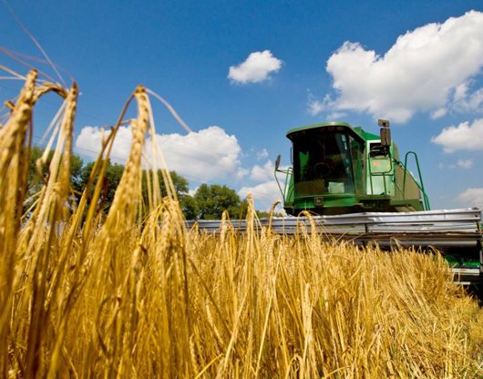 В Україні зібрали ранні зернові з половини площ