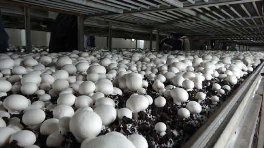 Гриби-всесезонки: біля Києва запрацює виробництво з вирощування шампіньйонів