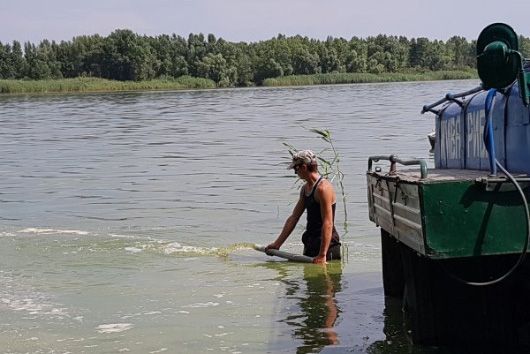 У Кременчуцьке водосховище заселили майже 350 тисяч коропців