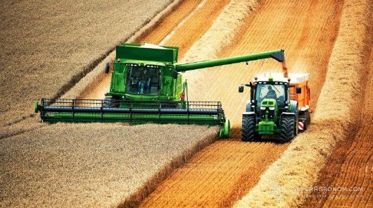 Почався експорт української пшениці нового врожаю