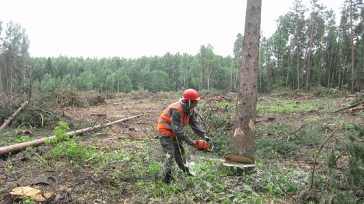 Короїди й лісожери: хто небезпечніший для українських лісів