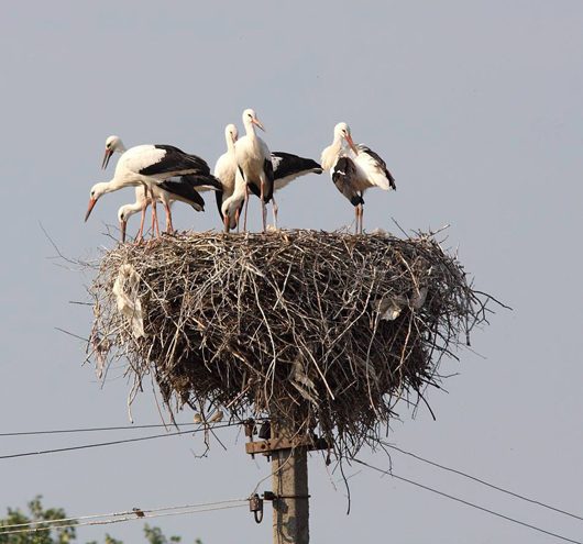 На Полтавщині лелеча сім’я вивела рекордну кількість пташенят