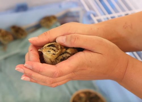 У Шотландії народилося 8 фазанят, яйця з якими врятували із палаючої трави (відео)