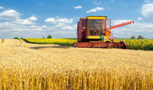 Українські аграрії очікують на понад 6 мільйонів тонн озимого ячменю