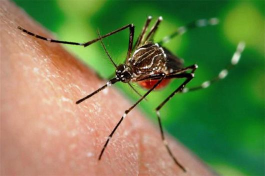 На Харківщині лікарі виявили у жінки 12-сантиметрового глиста: «підселив» комар