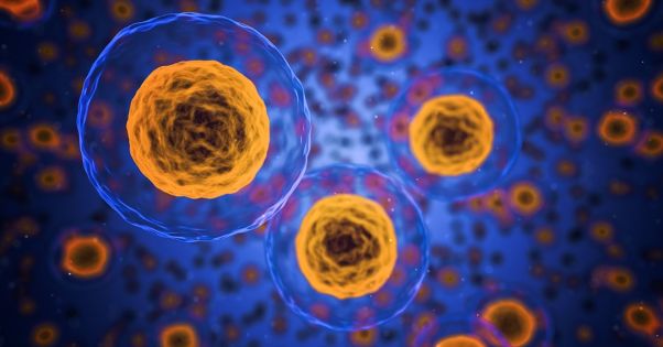 У тілі людини знайшли новий орган, який відповідає за імунітет