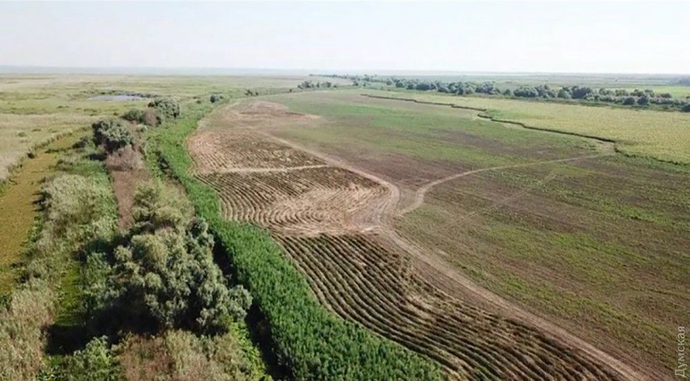 Плантацію конопель виявили в кооперативі опоблоківця Анатолія Чередниченка