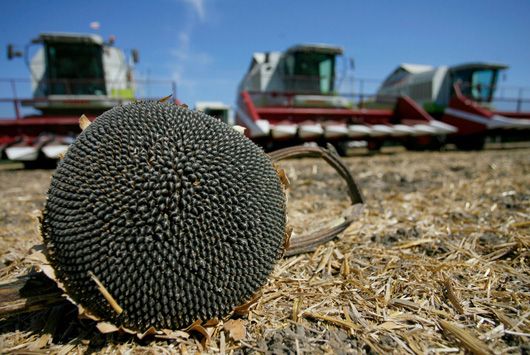 Одесити зібрали найбільше ранніх зернових і взялися  за олійні