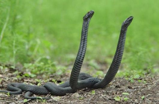 Обережно, змії: в Україні досі дефіцит сироватки від укусів