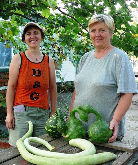 Змії їхнього городу: українці відкривають для себе диво-овоч лагенарію