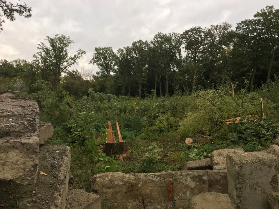 Під Києвом зі стріляниною вирізали столітні дуби (фото, відео)