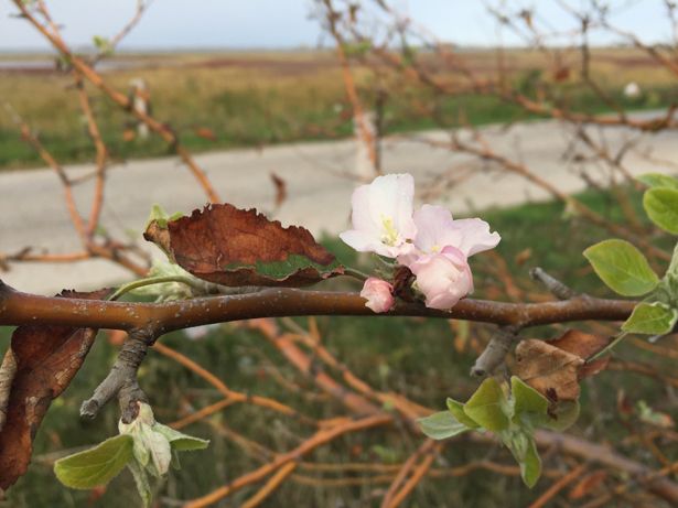 У Бердянську в розпал осені розцвіли сливи і яблуні (фото)