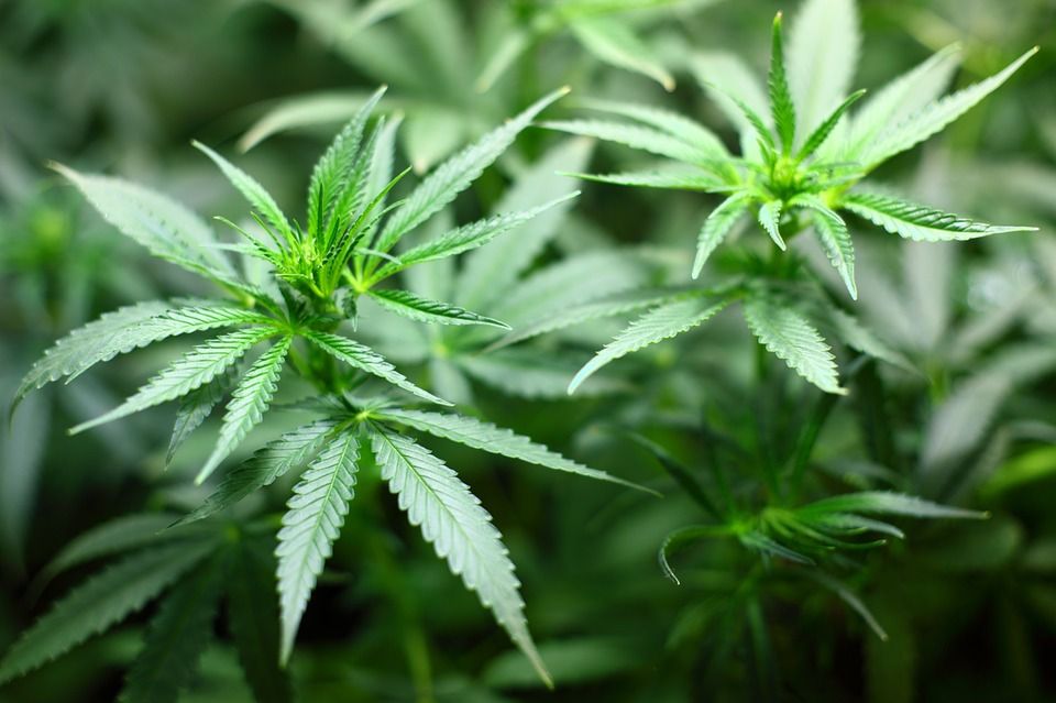 Канада легалізувала куріння і вирощування марихуани