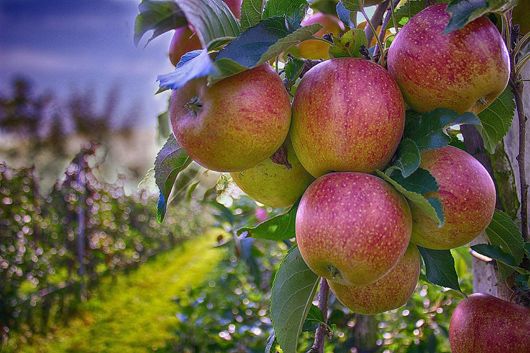 Українські аграрії на 40% збільшили експорт яблук до ЄС