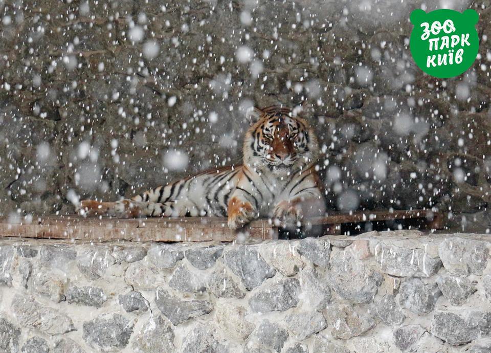 Як звірі у Київськоому зоопарку зустріли перший сніг (фото)