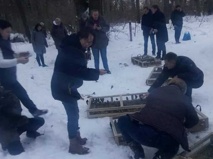 Контрабандних щиглів, які помирали на митниці, випустили у дику природу
