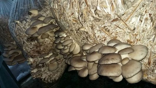 На Черкащині у Звенигородському лісгоспі серед зими збирають гриби