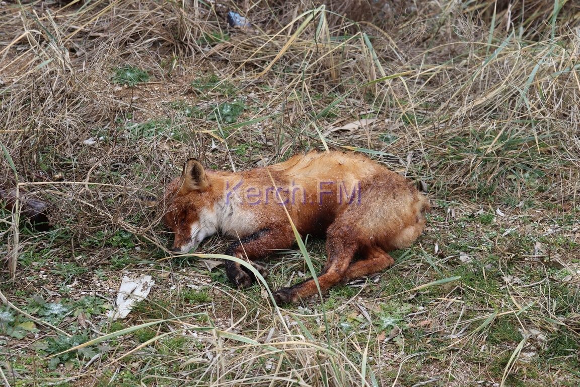 Нова екологічна катастрофа в окупованому Криму: після знищення дамби гинуть тварини (фото)