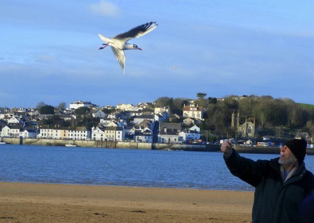 У Британії чайка 12 років поспіль прилітає до свого 80-річного рятівника (фото)