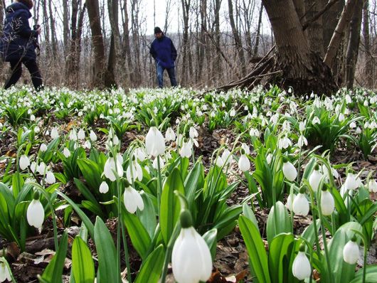 Весна не за розкладом: українцям нагадали про відповідальність за нищення первоцвітів