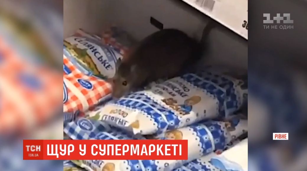 Рівненський щур в супермаркеті шокував мережу