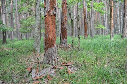 Дарницьке лісопаркове господарство серйозно потерпає від шкідників: людей і комах