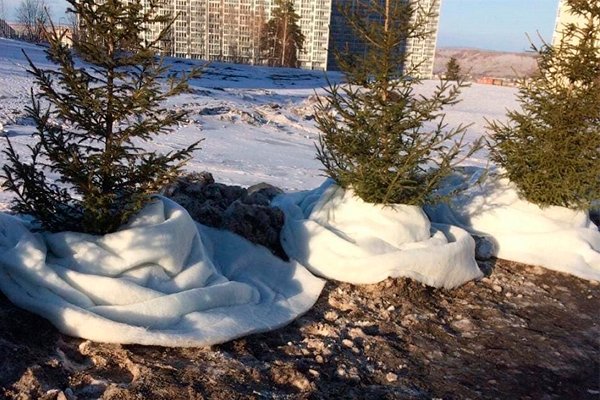 У російському Красноярську перед Універсіадою висадили штучні ялинки