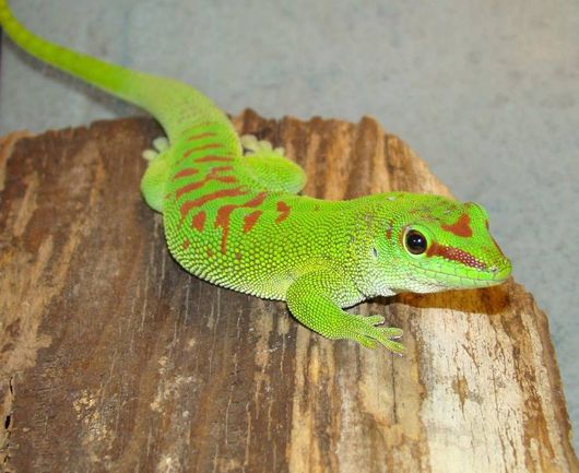 У Черкасах народились двоє екзотичних геконів родом із Мадагаскару