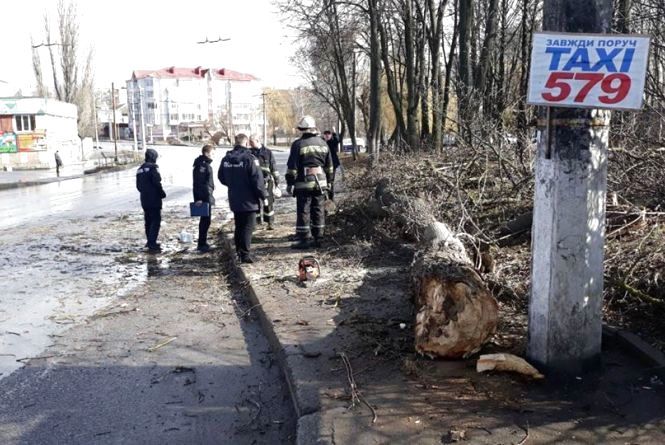 У Вінниці дерево впало на дитину. Дівчинка загинула