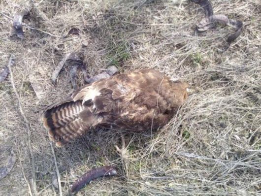 В Якимівському районі Запорізької області через агроотруту стався масовий падіж птахів і тварин