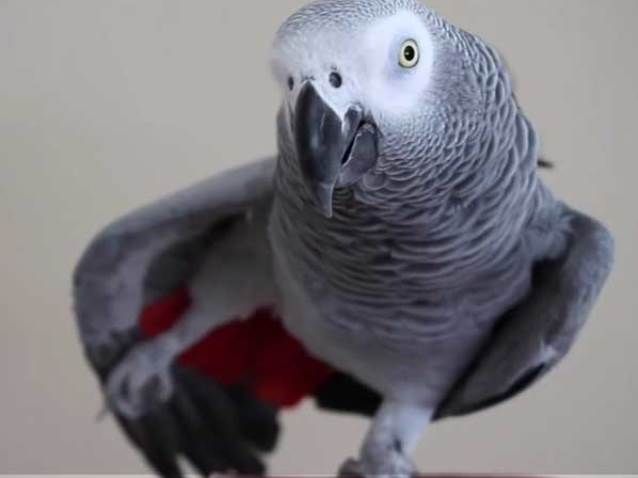 У Британії папуга сам обирає музику і робить замовлення на Amazon