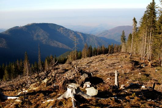 Сам дозволяю, сам нищу: екологи звинуватили лісівників у підробці документів для «санітарних» вирубок