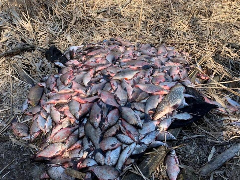 Рибінспектори на Полтавщині виявилися браконьєрами з 400 сітками, УАЗом і 2 човнами