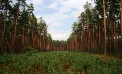 В Україні цієї весни висадили 24 тисячі гектарів лісу