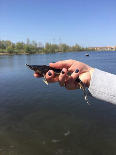 Держрибагентство заселяє дніпровські водосховища червонокнижною стерляддю та мальками щуки
