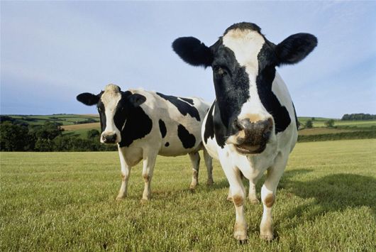 На Черкащині власникам корів виплатили 6 мільйонів гривень дотацій