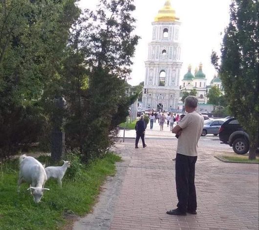 Мешканець Києва вивів пастися кіз просто просто біля Софійської площі